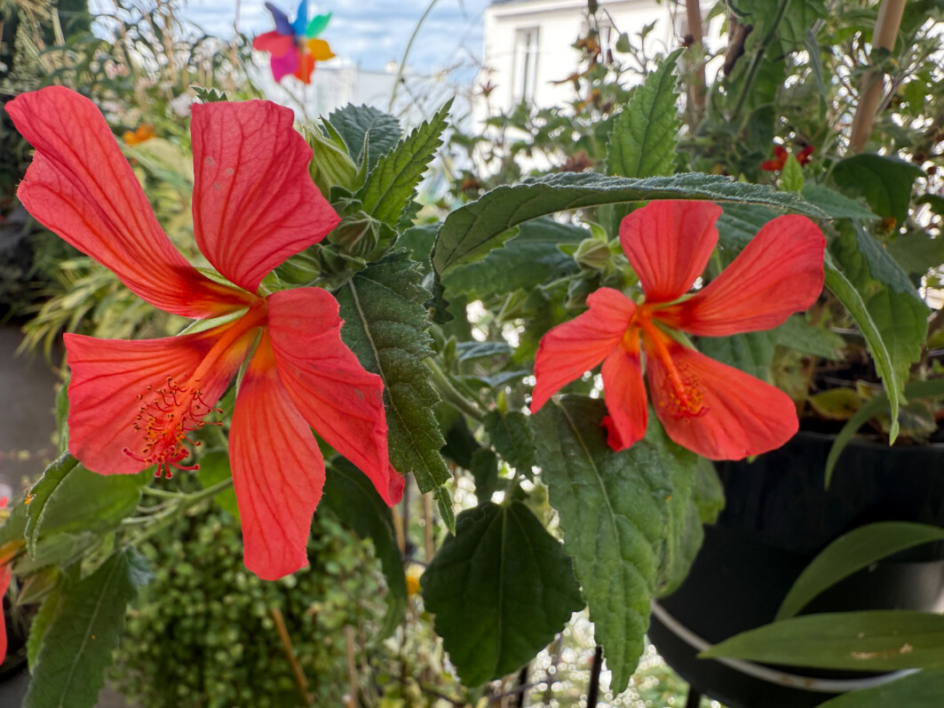 Pavonia 'Flamboyant' en été sur mon balcon parisien, Paris 19e (75)