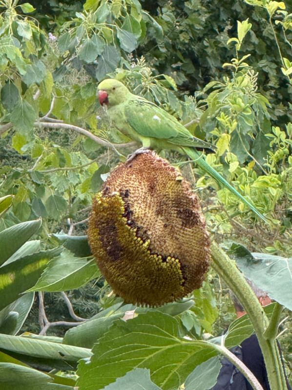 Perruche à collier sur tournesol en été dans le Jardin des Plantes, Paris 5e (75)