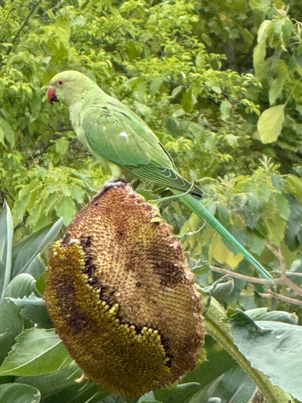 Lire la suite à propos de l’article Perruche à collier dans le Jardin des Plantes de Paris