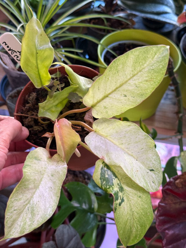 Philodendron 'Snowdrift', Araceae, plante d'intérieur, Paris 19e (75)