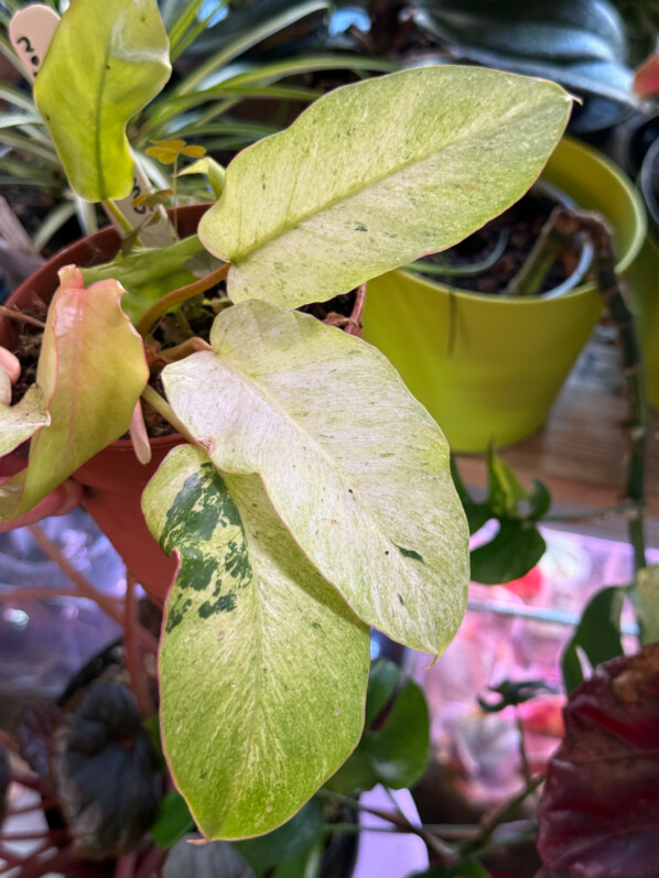 Mon Philodendron ‘Snowdrift’ retrouve enfin un bel aspect