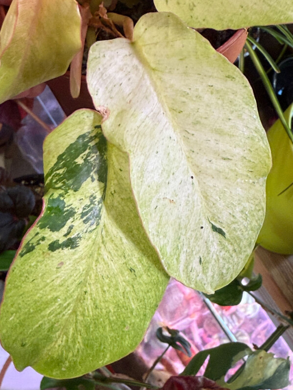 Philodendron 'Snowdrift', Araceae, plante d'intérieur, Paris 19e (75)