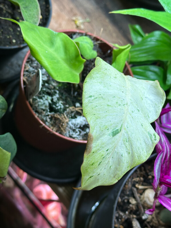 Philodendron 'Snowdrift', Araceae, plante d'intérieur, Paris 19e (75)