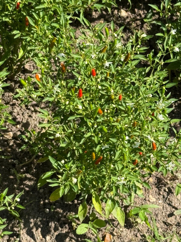 Piment d'ornement, Capsicum annuum 'Mini Chilli', en été dans les jardins de l'École Du Breuil, Paris 12e (75)