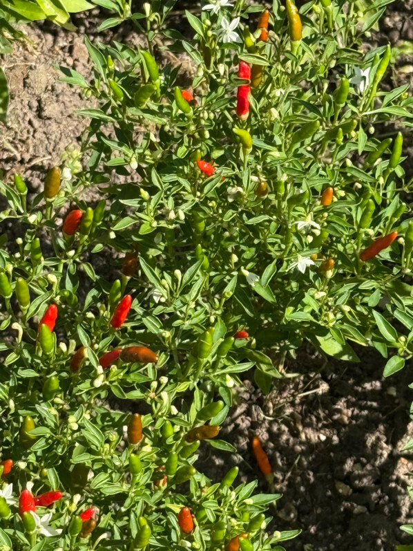Piment d'ornement, Capsicum annuum 'Mini Chilli', en été dans les jardins de l'École Du Breuil, Paris 12e (75)