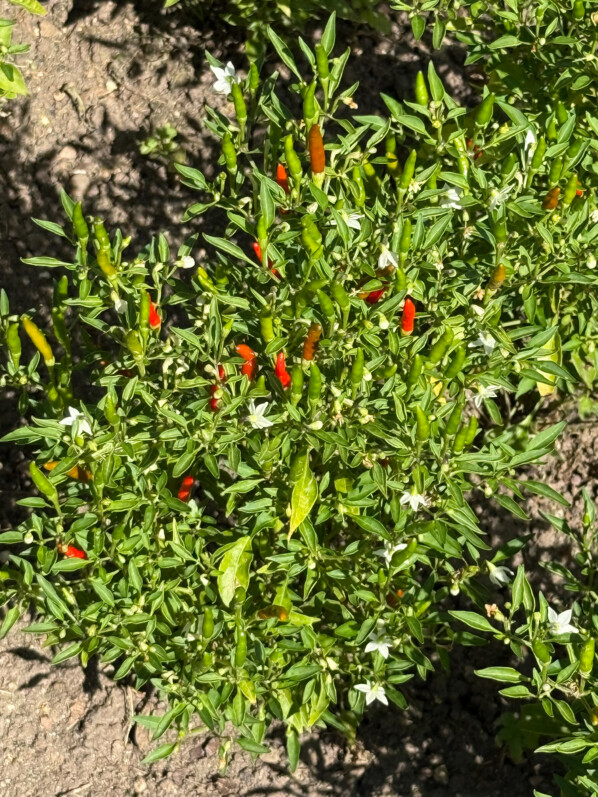 Lire la suite à propos de l’article Piment miniature, Capsicum annuum ‘Mini Chili’