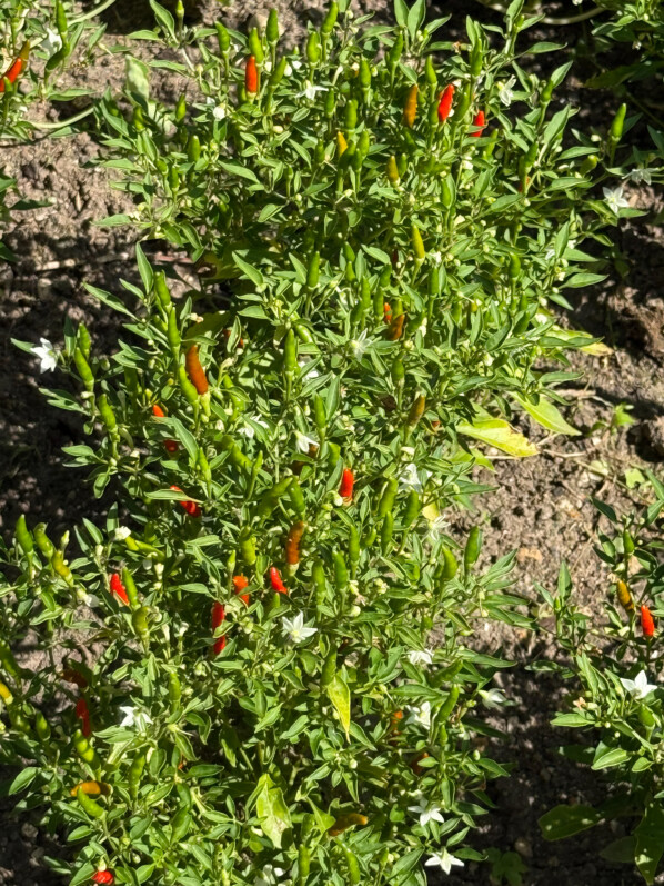 Piment d'ornement, Capsicum annuum 'Mini Chilli', en été dans les jardins de l'École Du Breuil, Paris 12e (75)