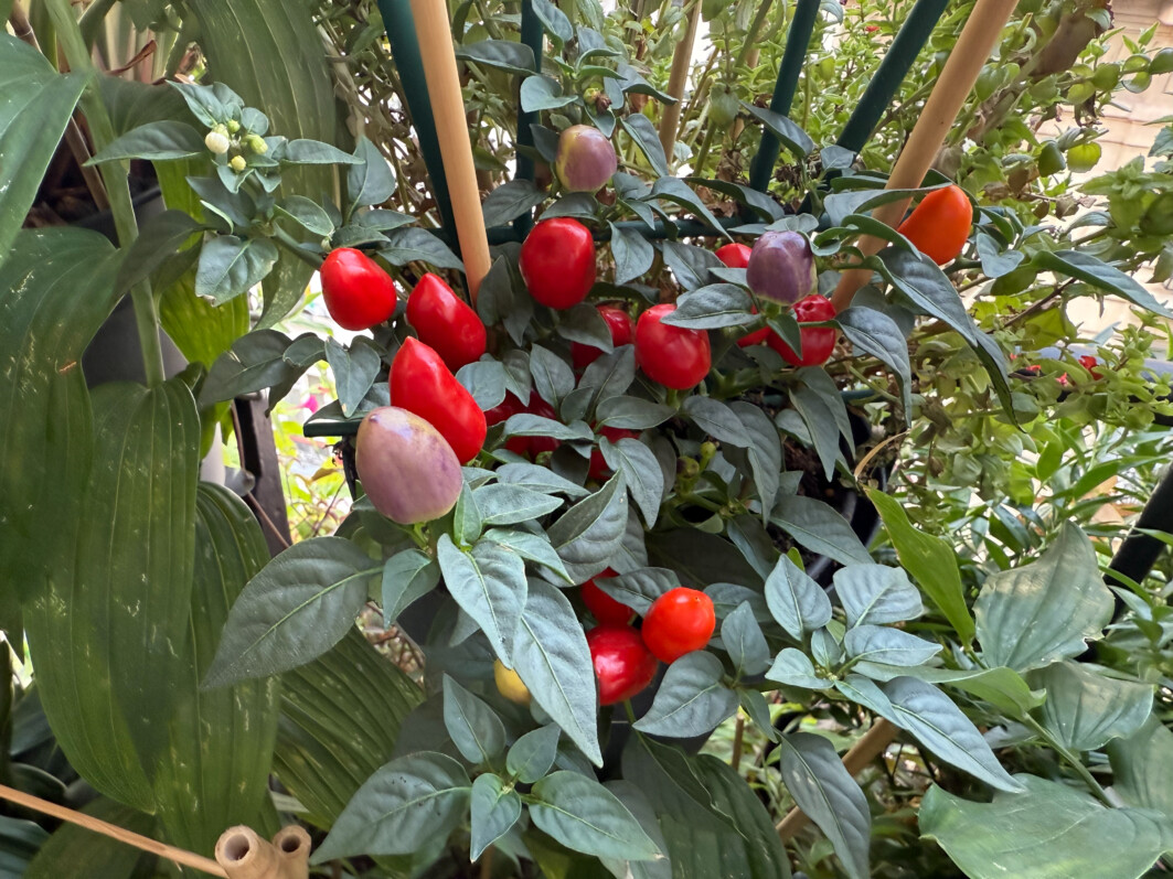 Piment d'ornement en été sur mon balcon parisien, Paris 19e (75)