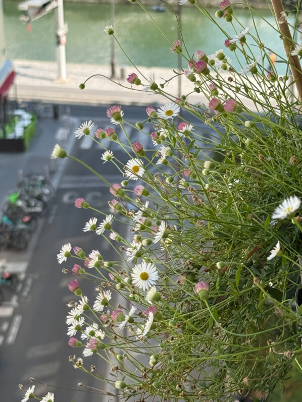 Potée d'oeillet d'Inde, d'érigéron et de bidens en été sur mon balcon parisien, Paris 19e (75)