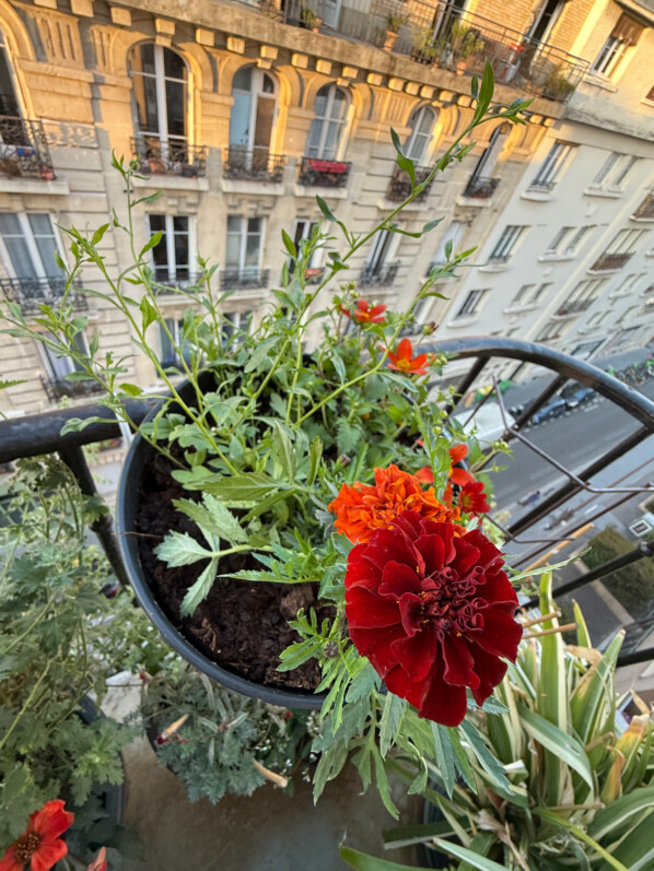 Potée d'oeillet d'Inde, d'érigéron et de bidens au printemps sur mon balcon parisien, Paris 19e (75)