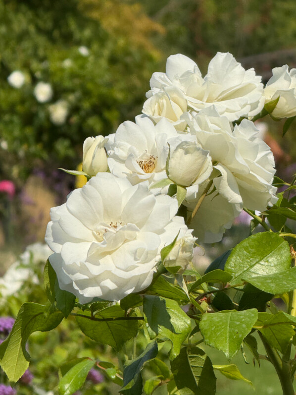 Roses parisiennes en beauté malgré la canicule