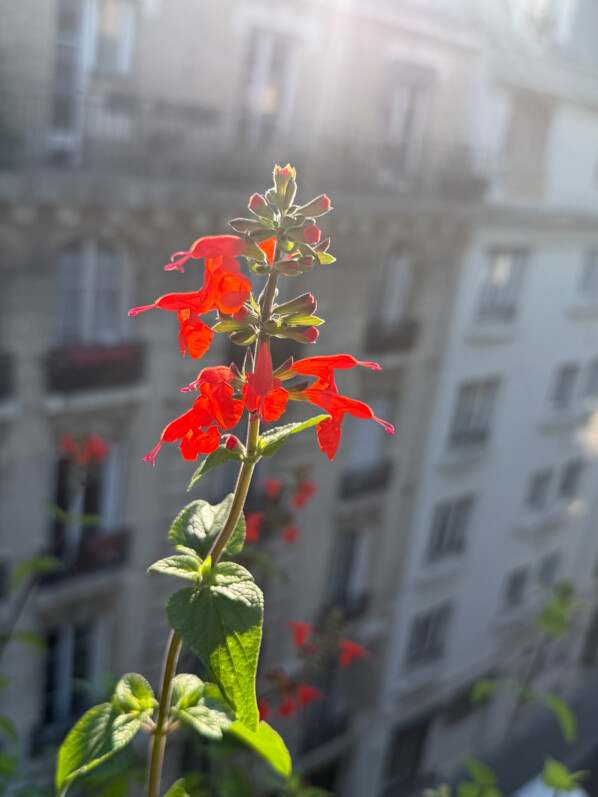 Salvia coccinea ‘Grand Sage’ en été sur mon balcon parisien, Paris 19e (75)