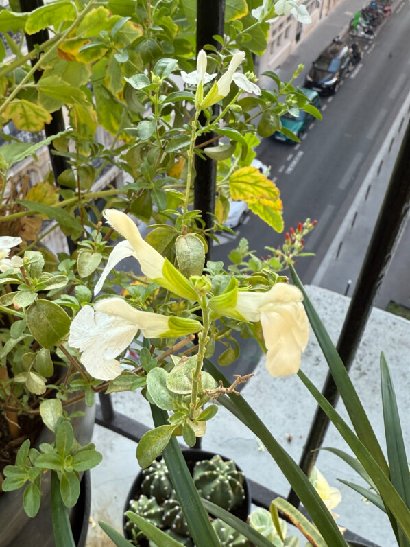 Sauge arbustive (Salvia) en été sur mon balcon parisien, Paris 19e (75)