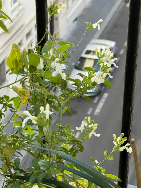 Salvia greiggii ‘Alba’ en été sur mon balcon parisien, Paris 19e (75)