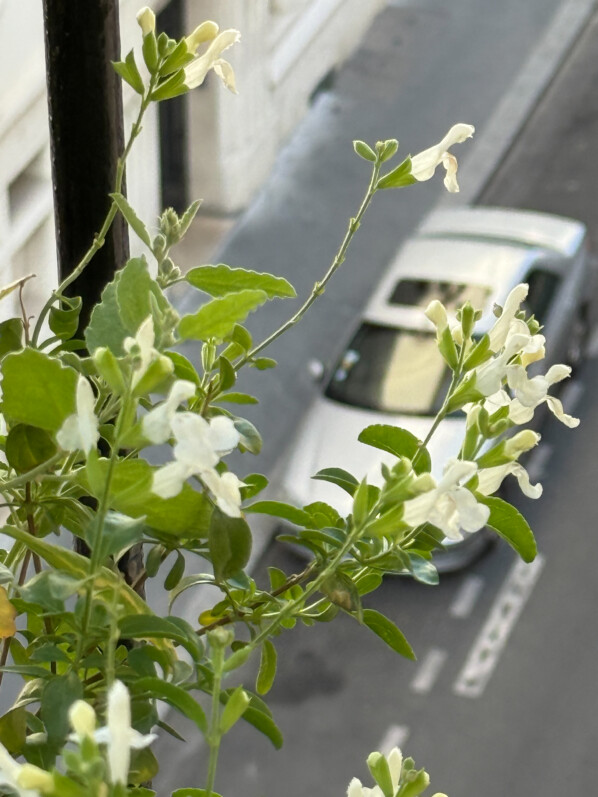 Salvia greiggii ‘Alba’ en été sur mon balcon parisien, Paris 19e (75)