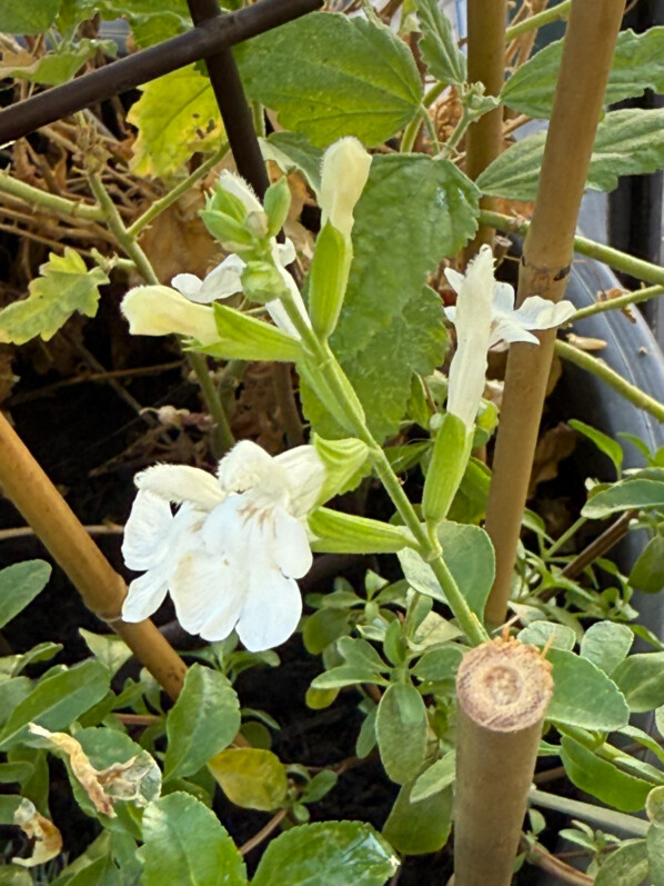 Salvia greiggii ‘Alba’ en été sur mon balcon parisien, Paris 19e (75)