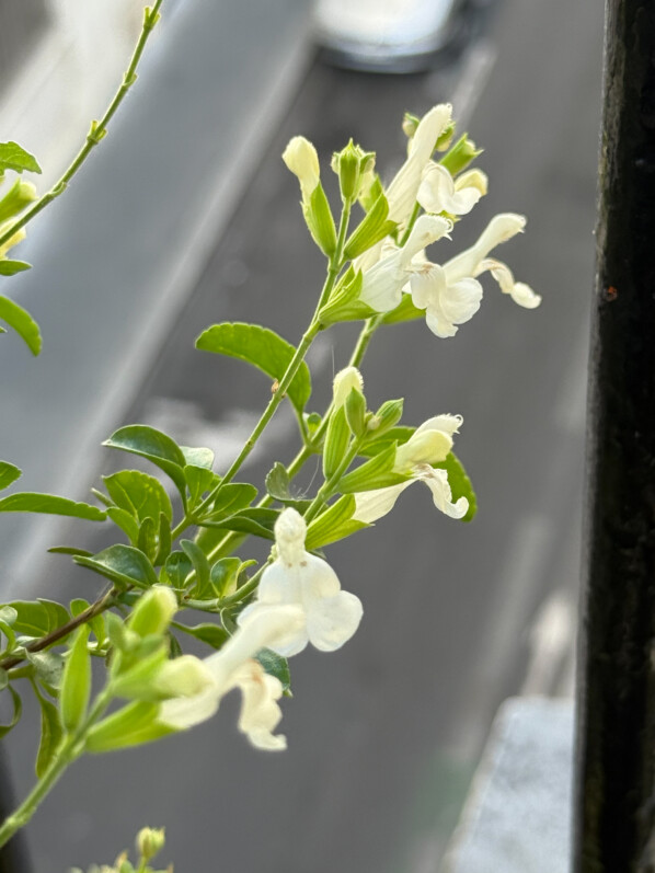 Planté tardivement, mon pied de sauge arbustive (Salvia greiggii ‘Alba’) commence à se couvrir de fleurs
