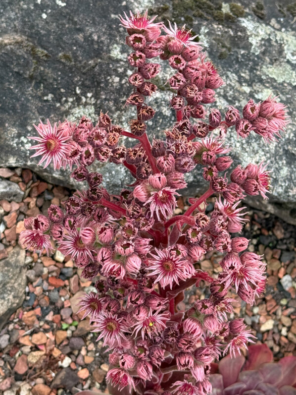 Sempervivum 'Othello', Jardin botanique Jean-Marie Pelt, Villers-lès-Nancy (54)