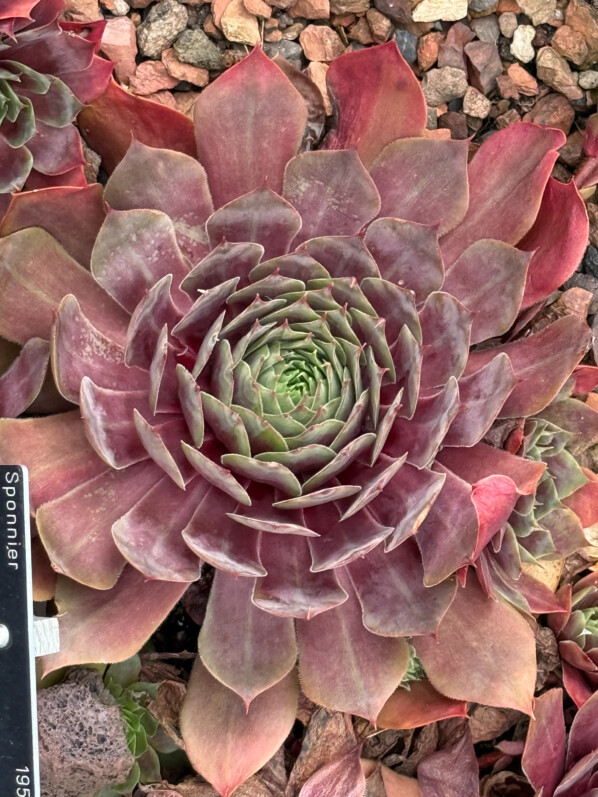 Sempervivum 'Othello', Jardin botanique Jean-Marie Pelt, Villers-lès-Nancy (54)