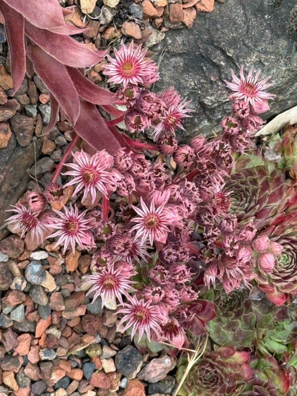 Sempervivum 'Othello', Jardin botanique Jean-Marie Pelt, Villers-lès-Nancy (54)