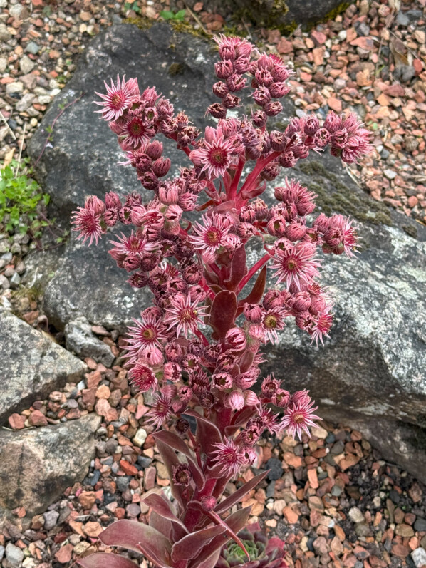 Sempervivum 'Othello', Jardin botanique Jean-Marie Pelt, Villers-lès-Nancy (54)