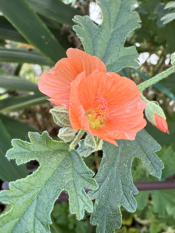 Sphaeralcea 'Childerley' en été sur mon balcon parisien, Paris 19e (75)