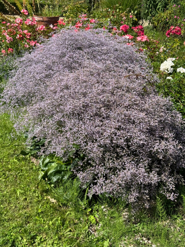 Statice vivace, Limonium latifoliée, en été dans les jardins de l'École Du Breuil, Paris 12e (75)