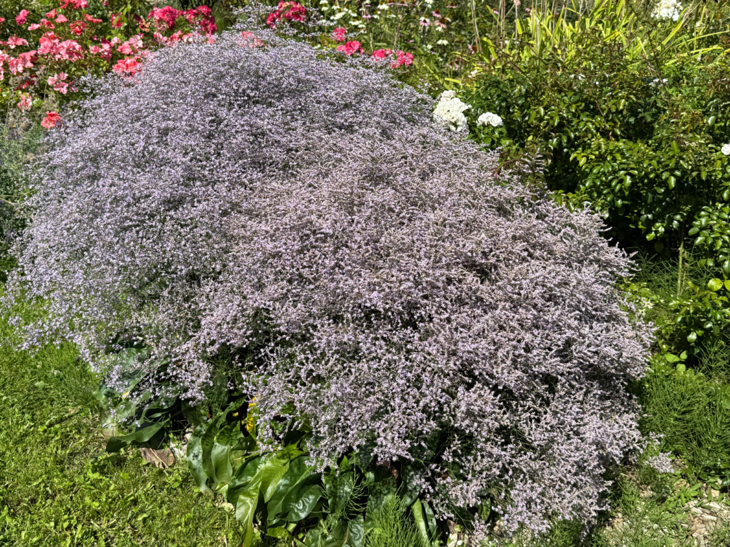 Statice vivace, Limonium latifoliée, en été dans les jardins de l'École Du Breuil, Paris 12e (75)