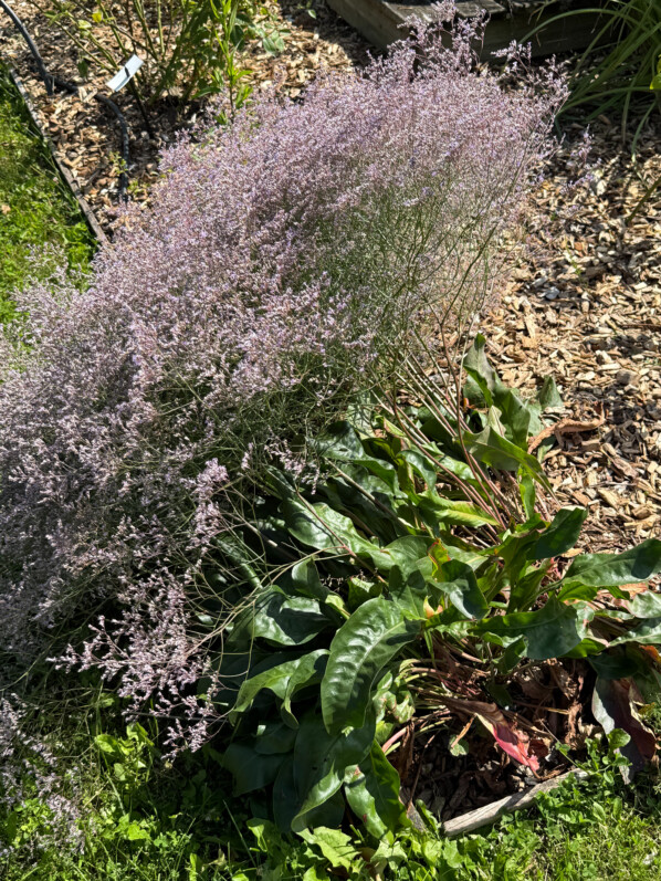 Statice vivace, Limonium latifoliée, en été dans les jardins de l'École Du Breuil, Paris 12e (75)