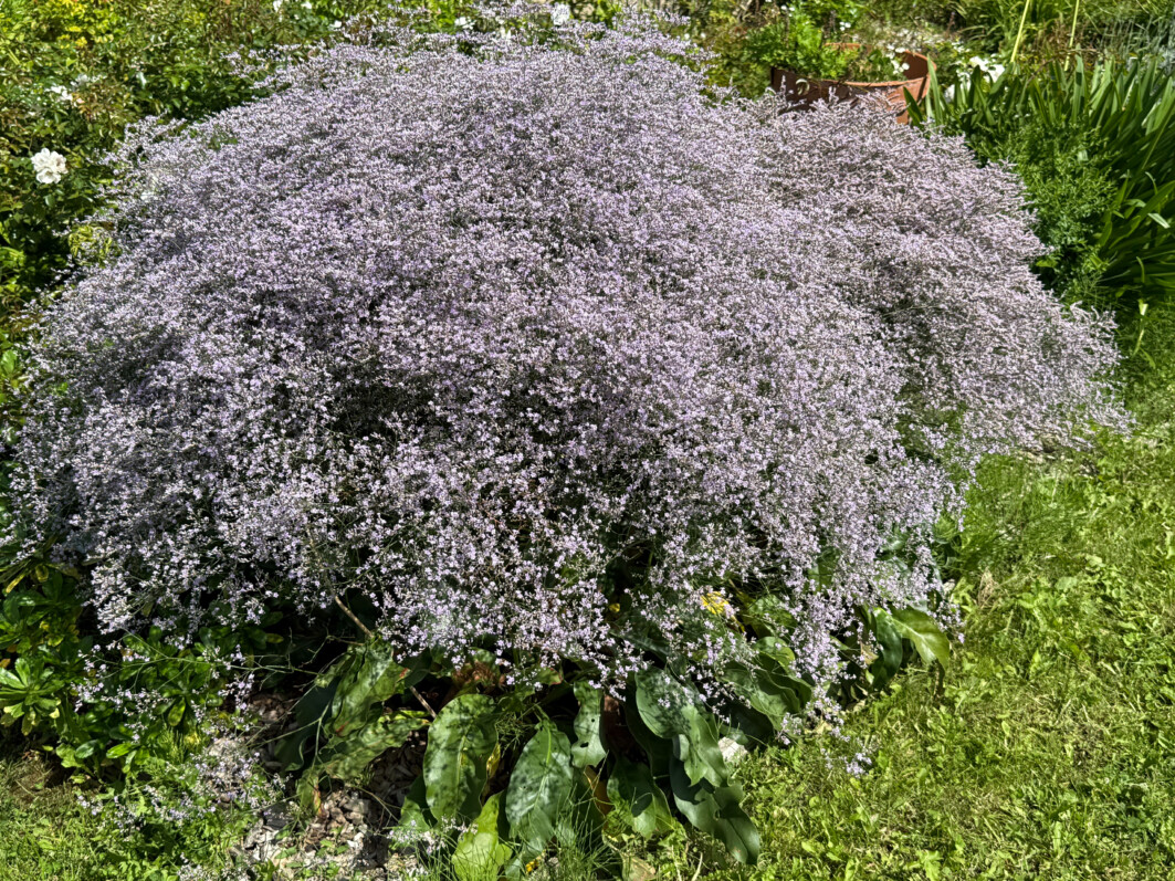 Un nuage de fleurettes avec la statice vivace à grandes feuilles