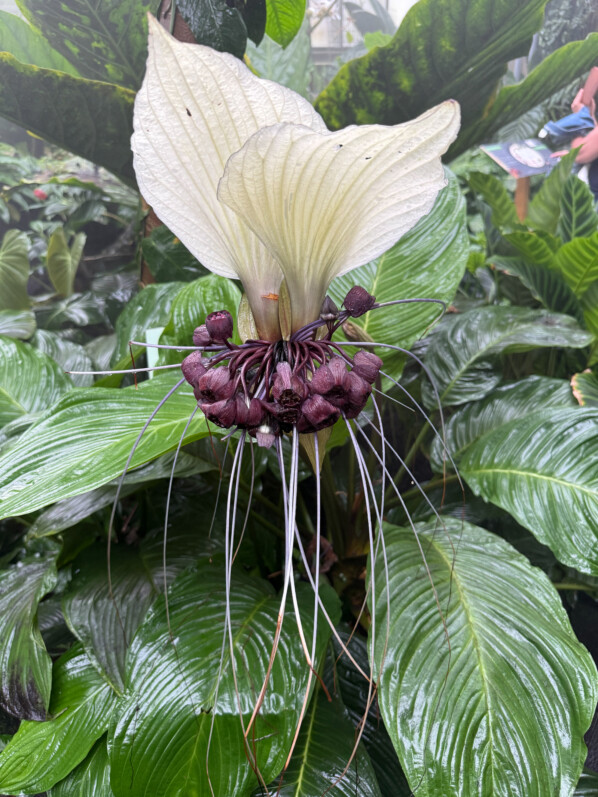 Sublime Tacca integrifolia (Jardin botanique Jean-Marie Pelt)