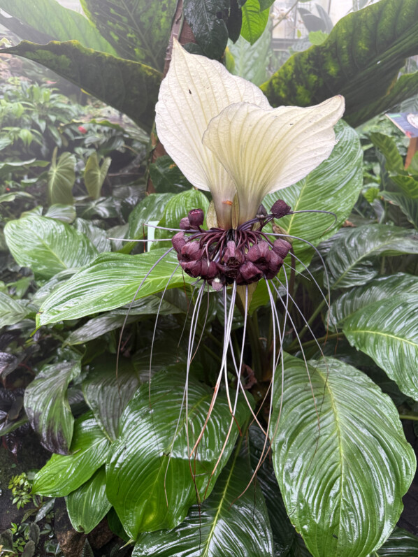 Tacca integrifolia, Jardin botanique Jean-Marie Pelt, Villers-lès-Nancy (54)