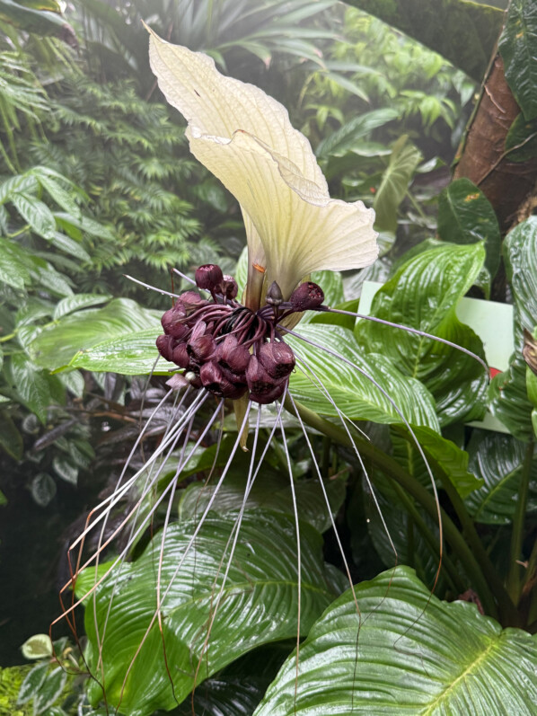Tacca integrifolia, Jardin botanique Jean-Marie Pelt, Villers-lès-Nancy (54)