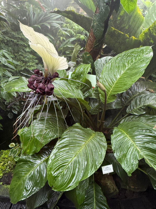 Tacca integrifolia, Jardin botanique Jean-Marie Pelt, Villers-lès-Nancy (54)