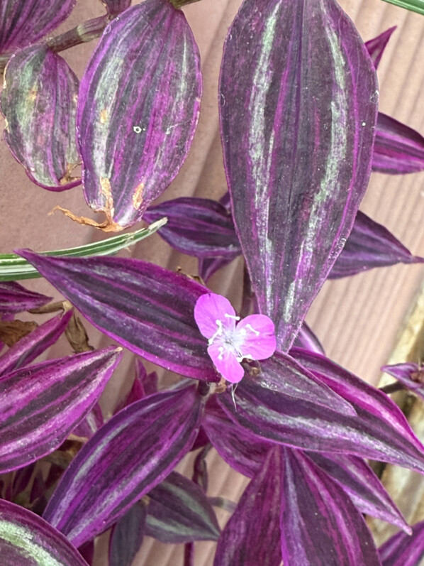 Floraison de Tradescantia zebrina ‘Pink Paradise’ cultivée à l’extérieur sur mon balcon