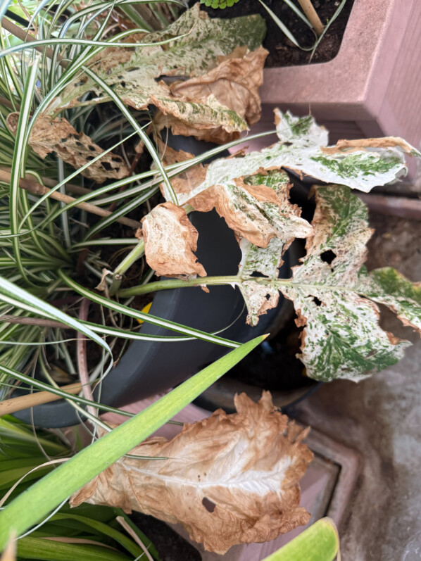 J’arrête la culture de l’acanthe (Acanthus mollis) ‘Tasmanian Angel’ sur mon balcon