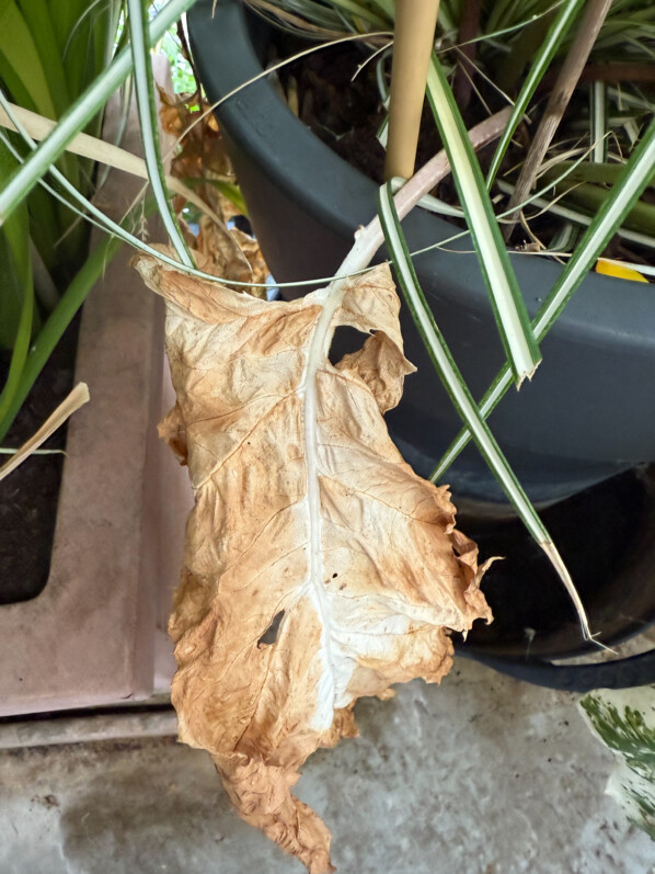 Acanthe (Acanthus mollis) 'Tasmanian Angel' en été sur mon balcon parisien, Paris 19e (75)