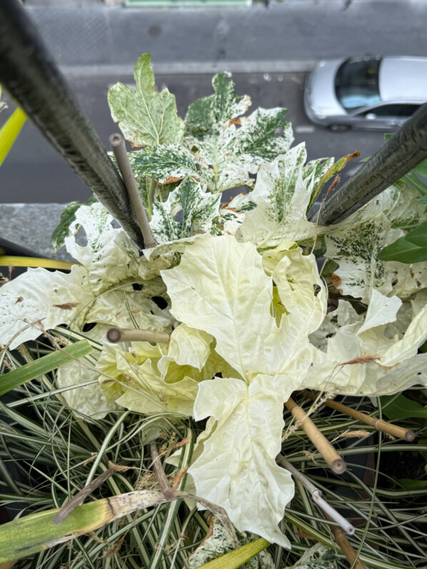 Acanthe (Acanthus mollis) 'Tasmanian Angel' au printemps sur mon balcon parisien, Paris 19e (75)