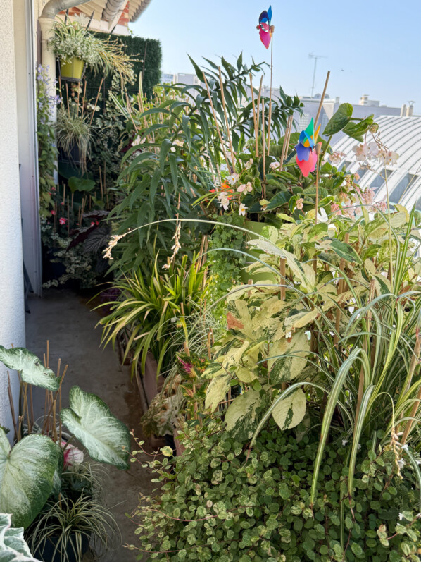 Un joyeux fouillis végétal s’installe sur mon balcon parisien