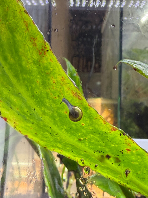 Escargot miniature dans un de mes terrariums