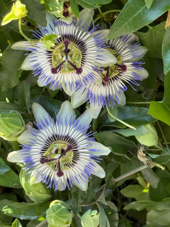 Fleur de la passion, passiflore, Passiflora caerulea, plante grimpante, Aubervilliers (93)