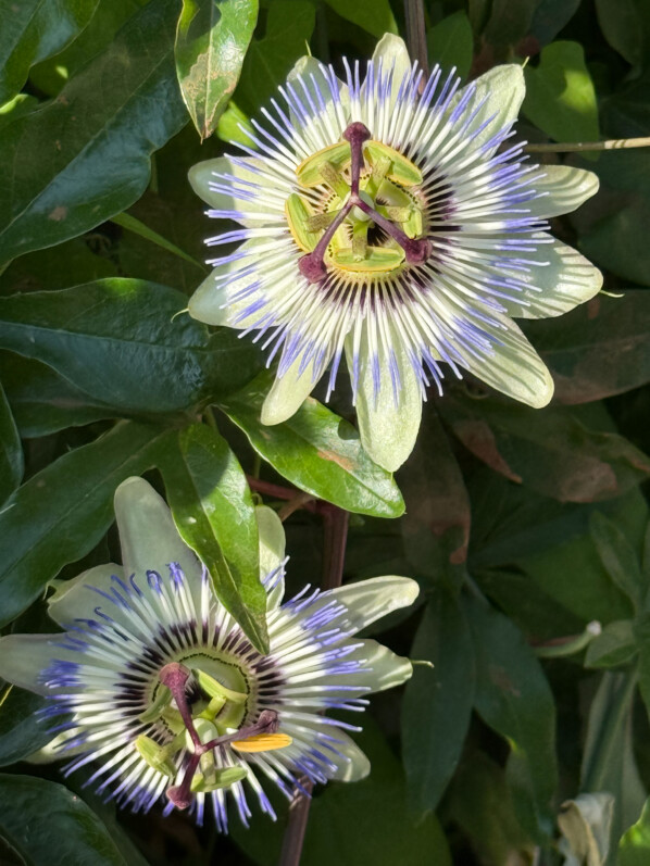 Fleur de la passion, passiflore, Passiflora caerulea, plante grimpante, Aubervilliers (93)