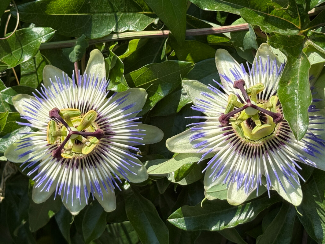 Fleur de la passion, passiflore, Passiflora caerulea, plante grimpante, Aubervilliers (93)
