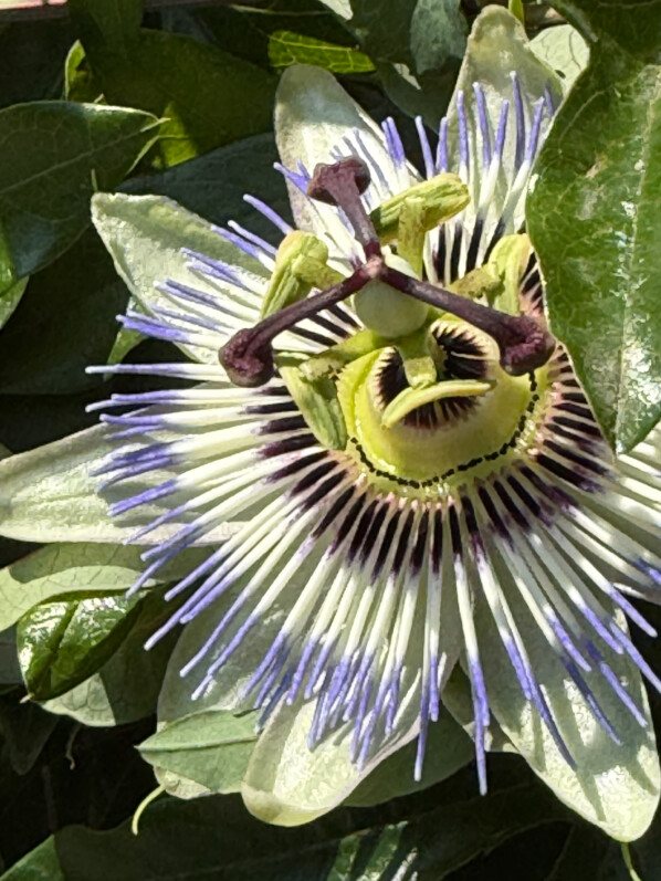 Fleur de la passion, passiflore, Passiflora caerulea, plante grimpante, Aubervilliers (93)
