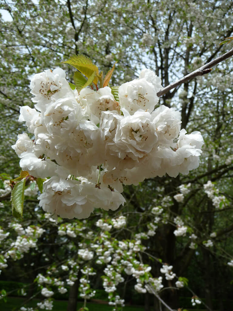 Merisiers des oiseaux (Prunus avium 'Plena'), bosquet Sud, parc de Sceaux, Hauts-de-Seine