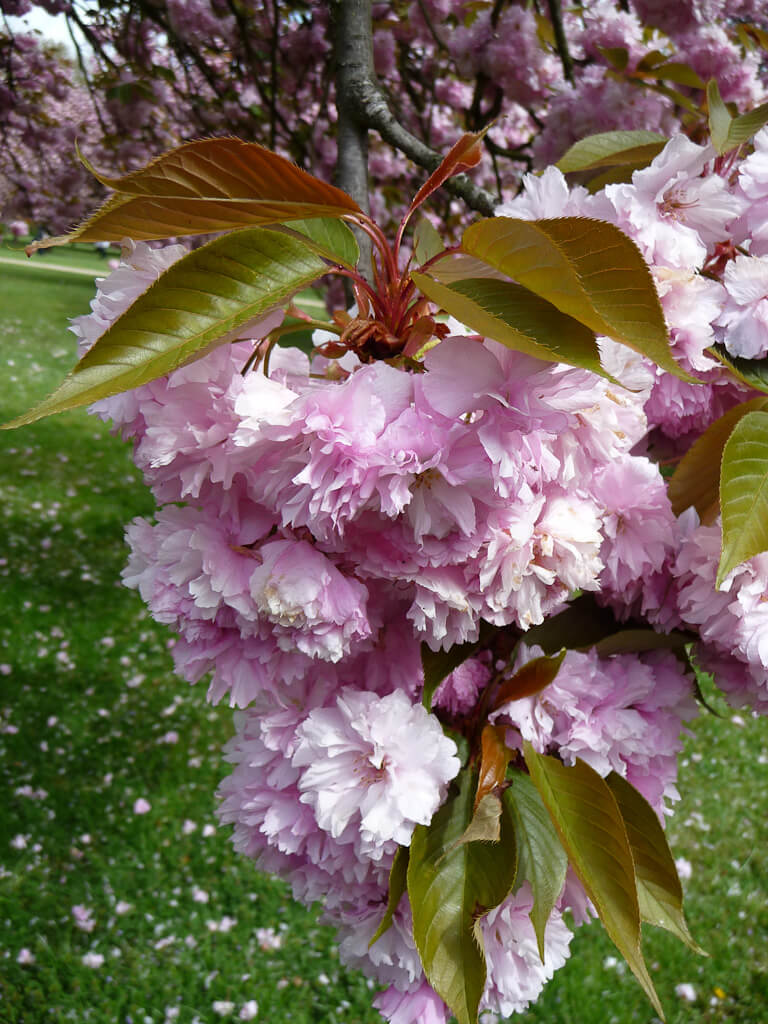 Cerisiers à fleurs (Prunus serrulata 'Kanzan'), bosquet Nord, parc de Sceaux, Hauts-de-Seine, 21 avril 2012, photo Alain Delavie