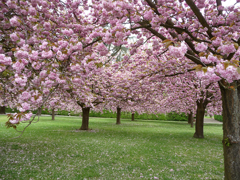 Cerisiers à fleurs (Prunus serrulata 'Kanzan'), bosquet Nord, parc de Sceaux, Hauts-de-Seine