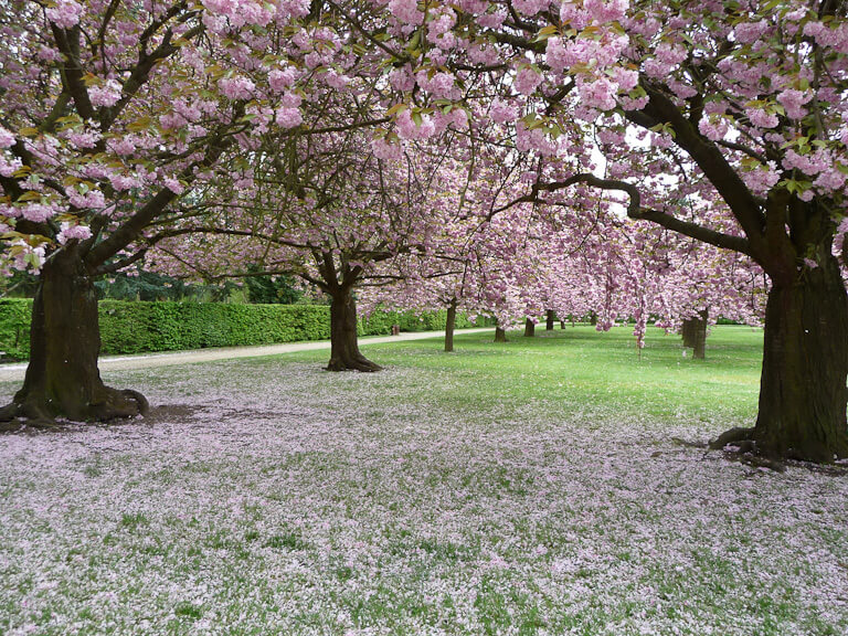 Cerisiers à fleurs (Prunus serrulata 'Kanzan'), bosquet Nord, parc de Sceaux, Hauts-de-Seine