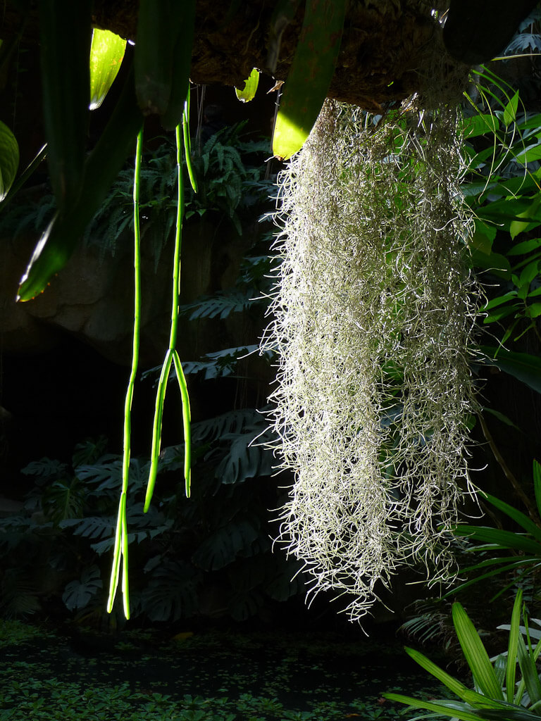 Rayons du soleil dans une touffe de Tillandsia usneoides et de Rhipsalis, Grande Serre du Jardin des Plantes de Paris, Paris 5e (75)