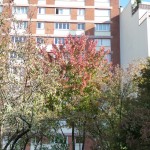 L'automne dans le square Louis Majorelle, Paris 11e (75)